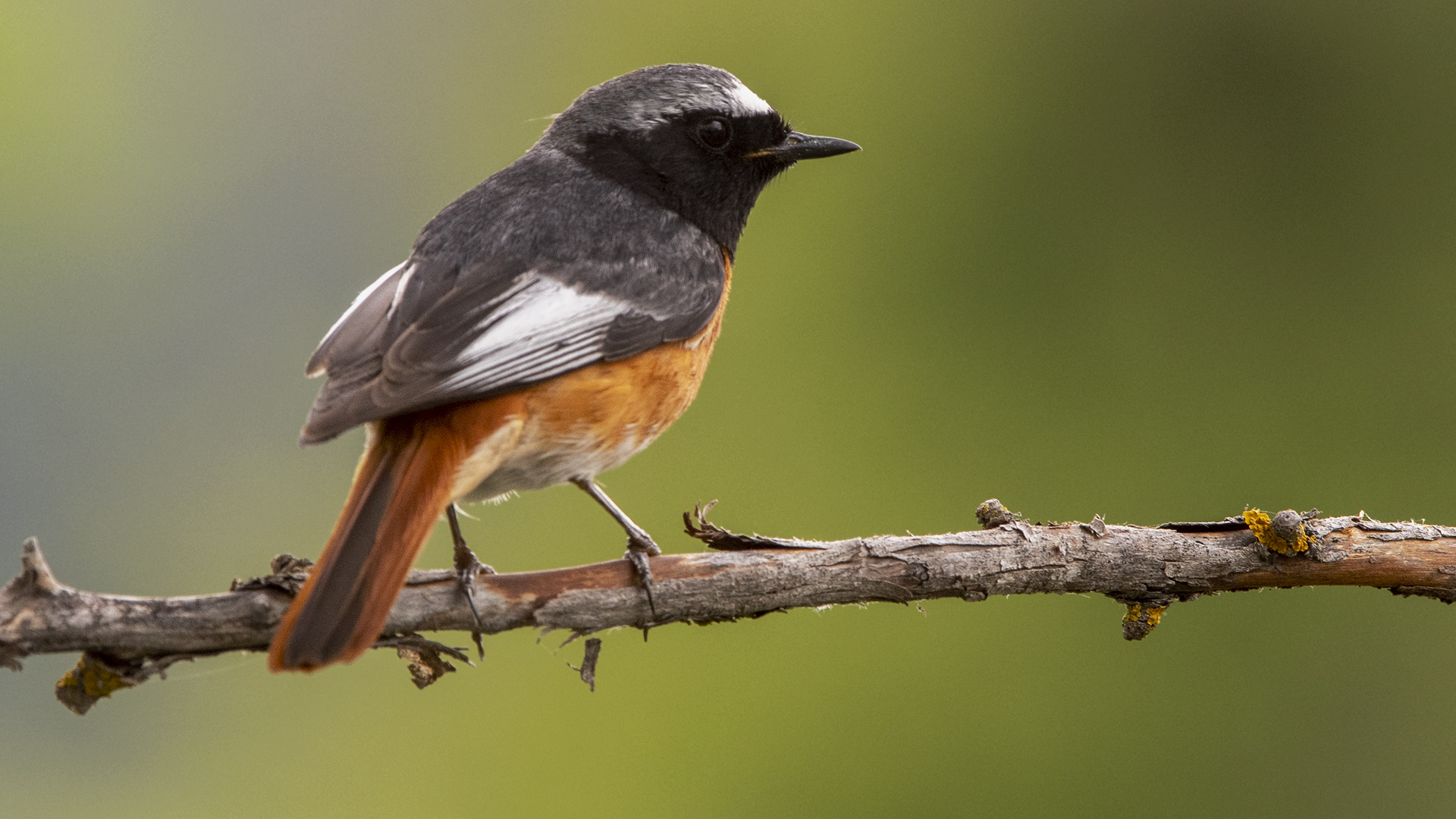 Common Redstart